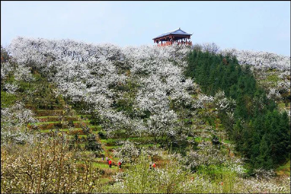 【春天，广西桂林灌阳县向您发出邀请！】我们在灌阳看梨花 - 游山玩水 - 淮北生活社区 - 淮北28生活网 huaibei.28life.net