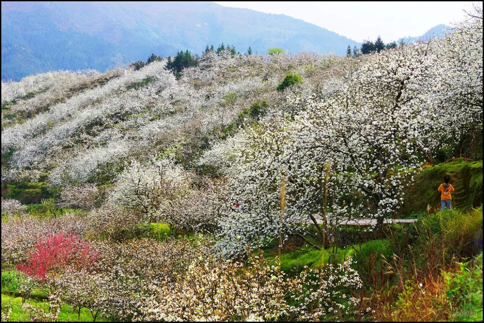 【春天，广西桂林灌阳县向您发出邀请！】我们在灌阳看梨花 - 游山玩水 - 淮北生活社区 - 淮北28生活网 huaibei.28life.net