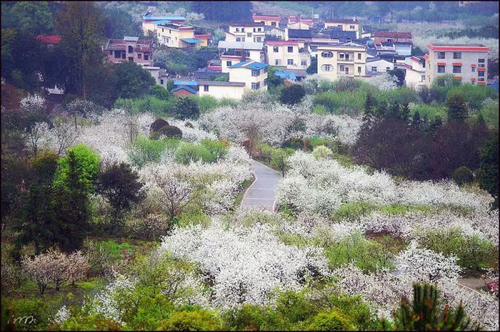 【春天，广西桂林灌阳县向您发出邀请！】我们在灌阳看梨花 - 游山玩水 - 淮北生活社区 - 淮北28生活网 huaibei.28life.net