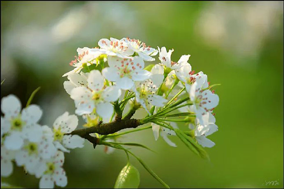 【春天，广西桂林灌阳县向您发出邀请！】我们在灌阳看梨花 - 游山玩水 - 淮北生活社区 - 淮北28生活网 huaibei.28life.net