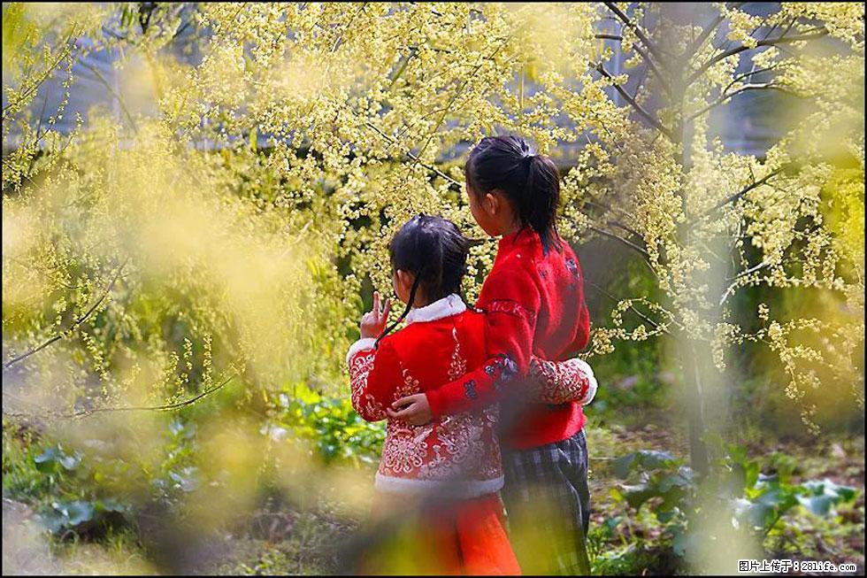 【春天，广西桂林灌阳县向您发出邀请！】米珠山前有片山苍子花在飘香 - 游山玩水 - 淮北生活社区 - 淮北28生活网 huaibei.28life.net