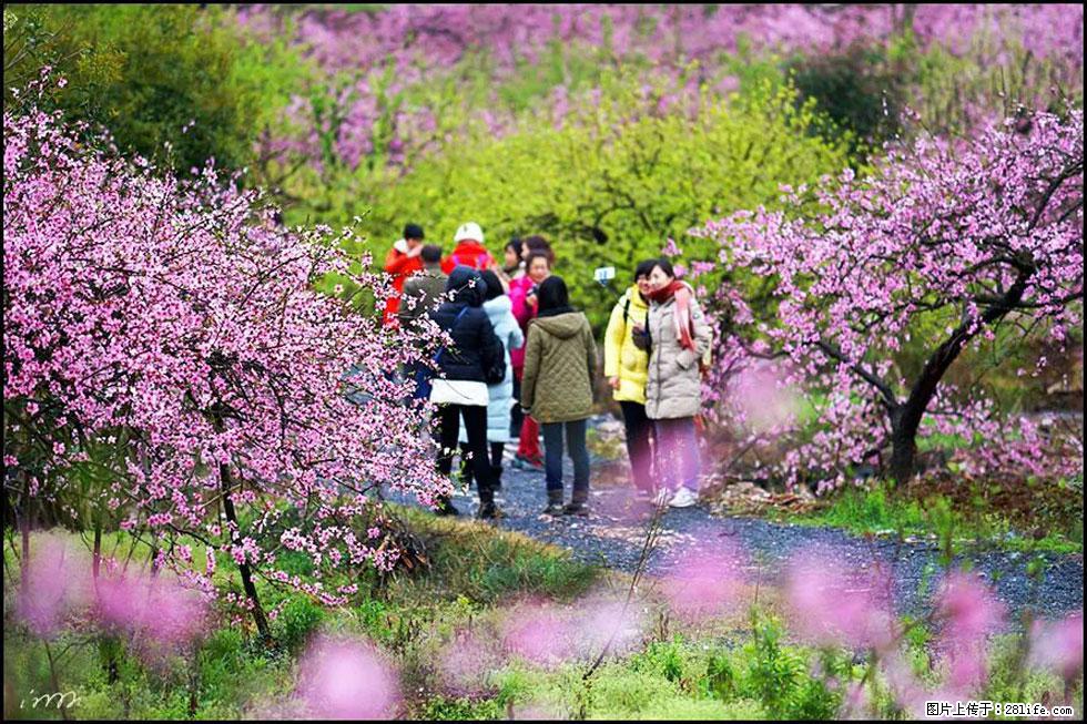 【春天，广西桂林灌阳县向您发出邀请！】官庄村有个醉美的桃花园 - 游山玩水 - 淮北生活社区 - 淮北28生活网 huaibei.28life.net