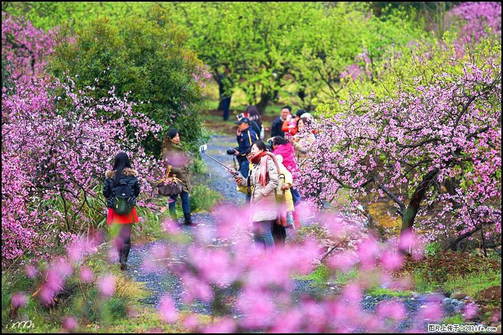 【春天，广西桂林灌阳县向您发出邀请！】官庄村有个醉美的桃花园 - 游山玩水 - 淮北生活社区 - 淮北28生活网 huaibei.28life.net