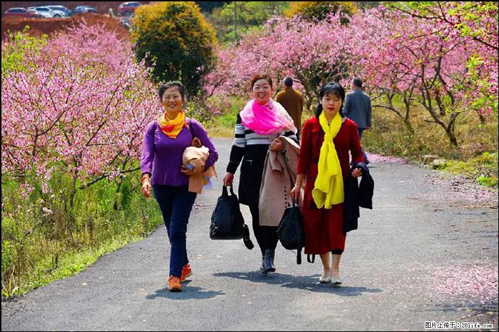 【春天，广西桂林灌阳县向您发出邀请！】官庄村有个醉美的桃花园 - 游山玩水 - 淮北生活社区 - 淮北28生活网 huaibei.28life.net