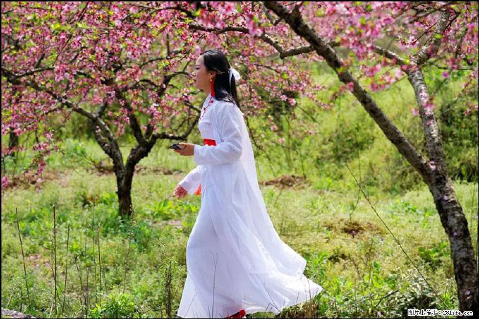 【春天，广西桂林灌阳县向您发出邀请！】官庄村有个醉美的桃花园 - 游山玩水 - 淮北生活社区 - 淮北28生活网 huaibei.28life.net