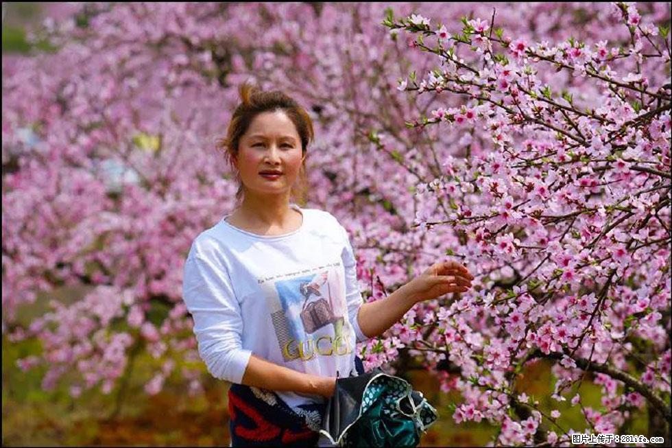 【春天，广西桂林灌阳县向您发出邀请！】官庄村有个醉美的桃花园 - 游山玩水 - 淮北生活社区 - 淮北28生活网 huaibei.28life.net