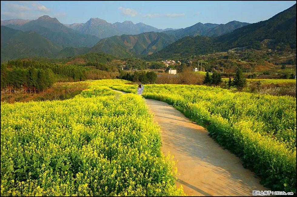 【春天，广西桂林灌阳县向您发出邀请！】长坪村油菜盛情花开 - 游山玩水 - 淮北生活社区 - 淮北28生活网 huaibei.28life.net