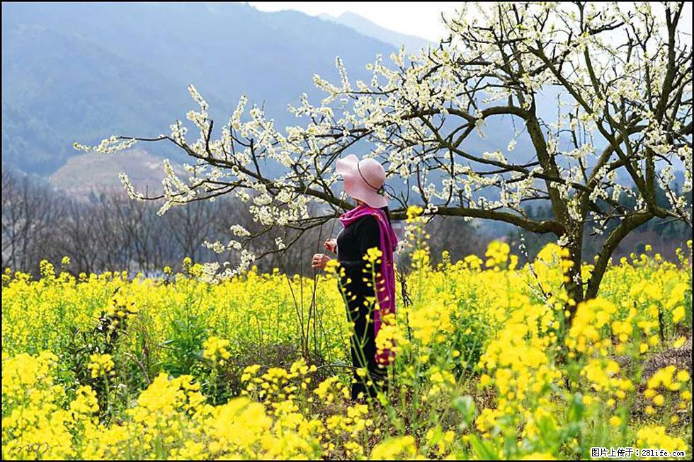 【春天，广西桂林灌阳县向您发出邀请！】长坪村油菜盛情花开 - 游山玩水 - 淮北生活社区 - 淮北28生活网 huaibei.28life.net