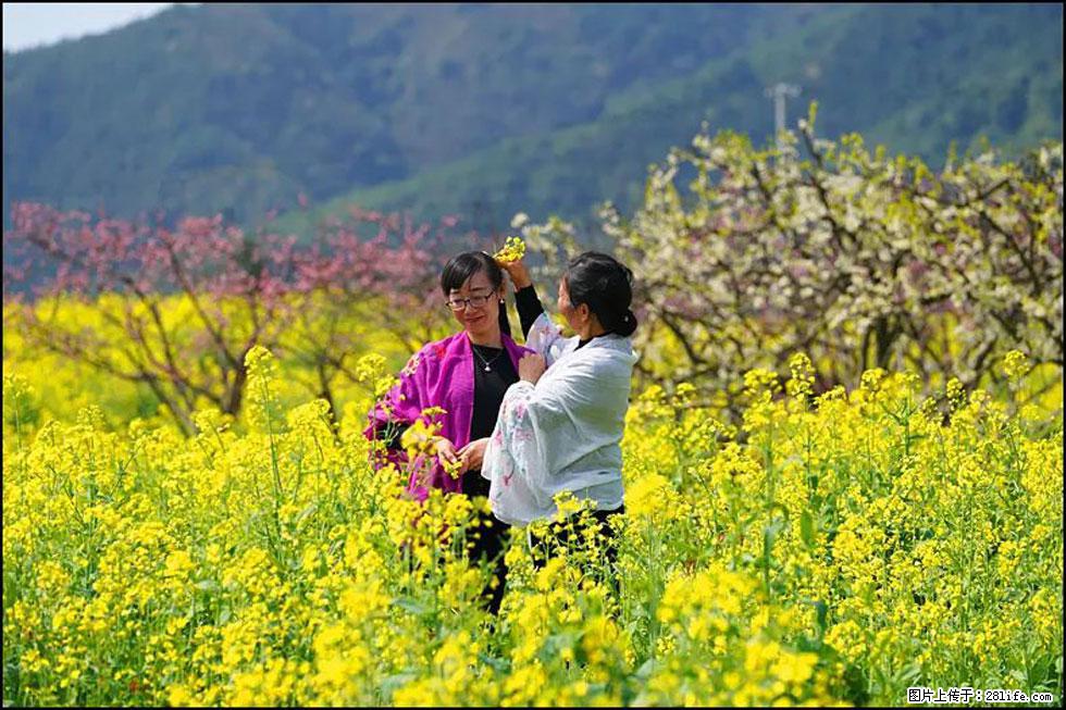 【春天，广西桂林灌阳县向您发出邀请！】长坪村油菜盛情花开 - 游山玩水 - 淮北生活社区 - 淮北28生活网 huaibei.28life.net