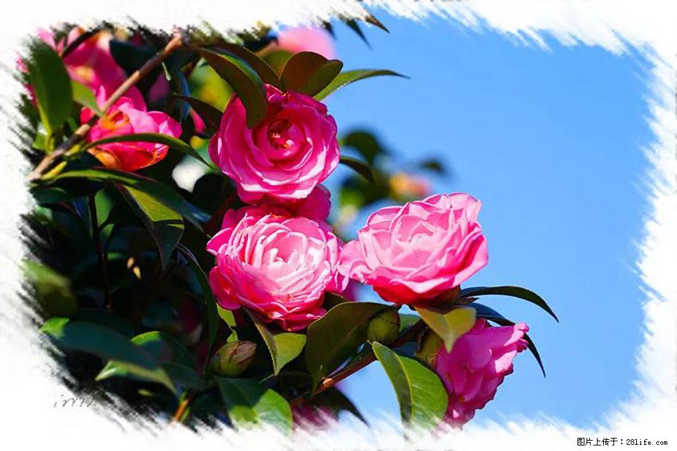 【春天，广西桂林灌阳县向您发出邀请！】杨柳井茶花惹人爱 - 游山玩水 - 淮北生活社区 - 淮北28生活网 huaibei.28life.net