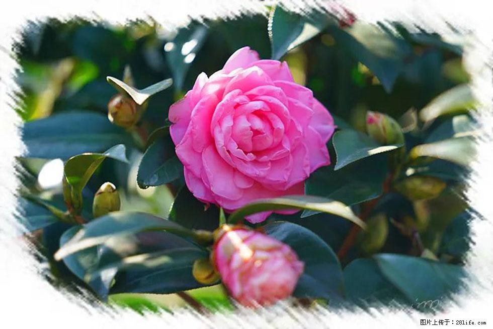 【春天，广西桂林灌阳县向您发出邀请！】杨柳井茶花惹人爱 - 游山玩水 - 淮北生活社区 - 淮北28生活网 huaibei.28life.net