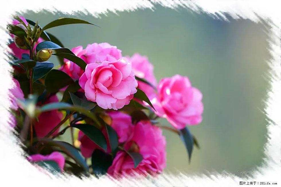 【春天，广西桂林灌阳县向您发出邀请！】杨柳井茶花惹人爱 - 游山玩水 - 淮北生活社区 - 淮北28生活网 huaibei.28life.net