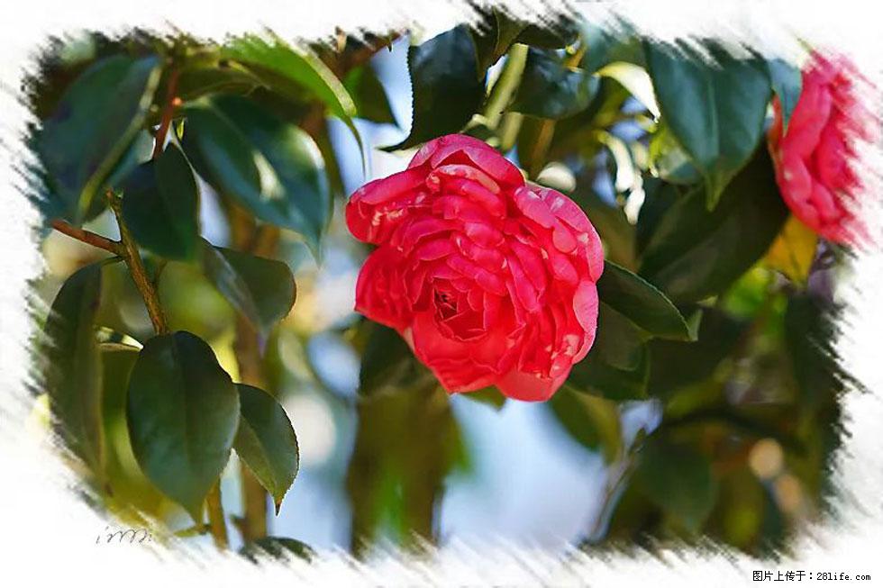 【春天，广西桂林灌阳县向您发出邀请！】杨柳井茶花惹人爱 - 游山玩水 - 淮北生活社区 - 淮北28生活网 huaibei.28life.net