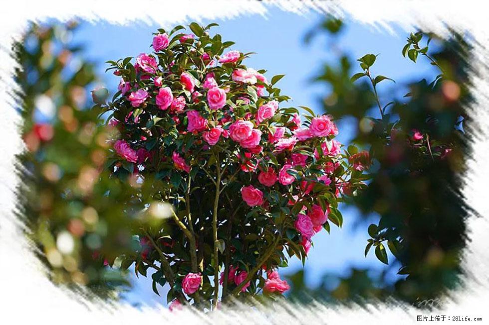 【春天，广西桂林灌阳县向您发出邀请！】杨柳井茶花惹人爱 - 游山玩水 - 淮北生活社区 - 淮北28生活网 huaibei.28life.net