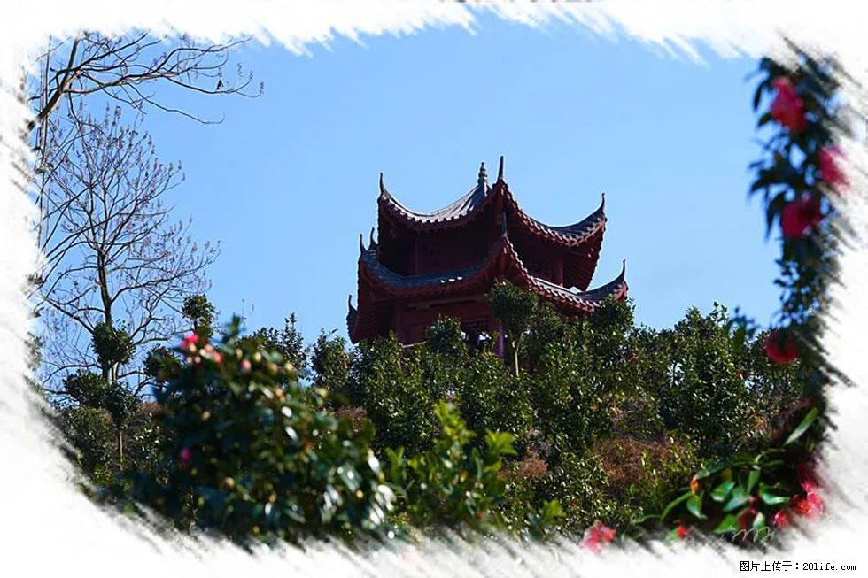 【春天，广西桂林灌阳县向您发出邀请！】杨柳井茶花惹人爱 - 游山玩水 - 淮北生活社区 - 淮北28生活网 huaibei.28life.net