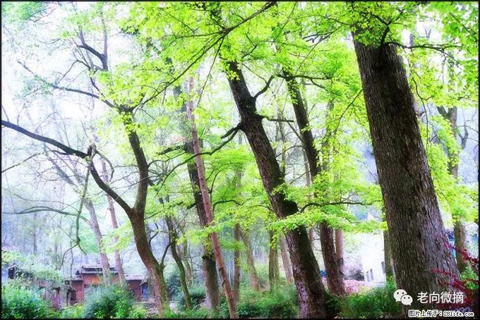 【春天,广西桂林灌阳县向您发出邀请!】在小龙村与春天约会 - 游山玩水 - 淮北生活社区 - 淮北28生活网 huaibei.28life.net