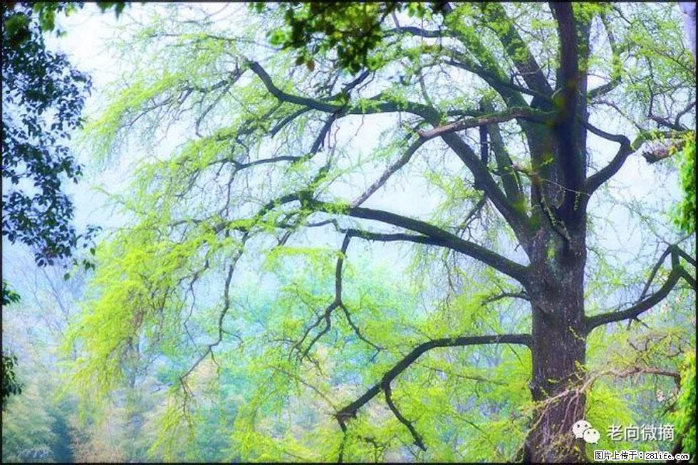 【春天,广西桂林灌阳县向您发出邀请!】在小龙村与春天约会 - 游山玩水 - 淮北生活社区 - 淮北28生活网 huaibei.28life.net