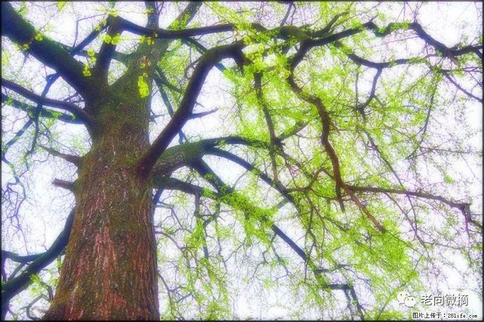 【春天,广西桂林灌阳县向您发出邀请!】在小龙村与春天约会 - 游山玩水 - 淮北生活社区 - 淮北28生活网 huaibei.28life.net