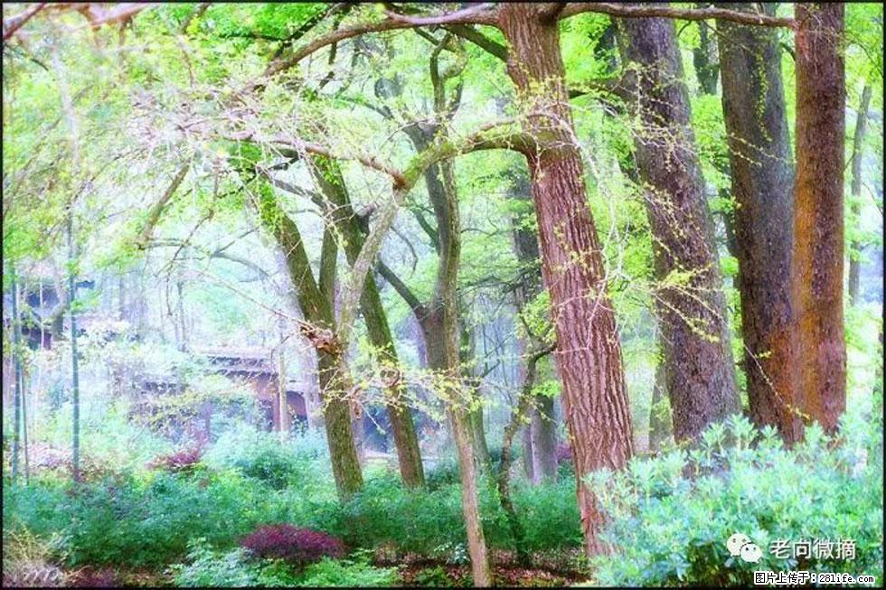 【春天,广西桂林灌阳县向您发出邀请!】在小龙村与春天约会 - 游山玩水 - 淮北生活社区 - 淮北28生活网 huaibei.28life.net