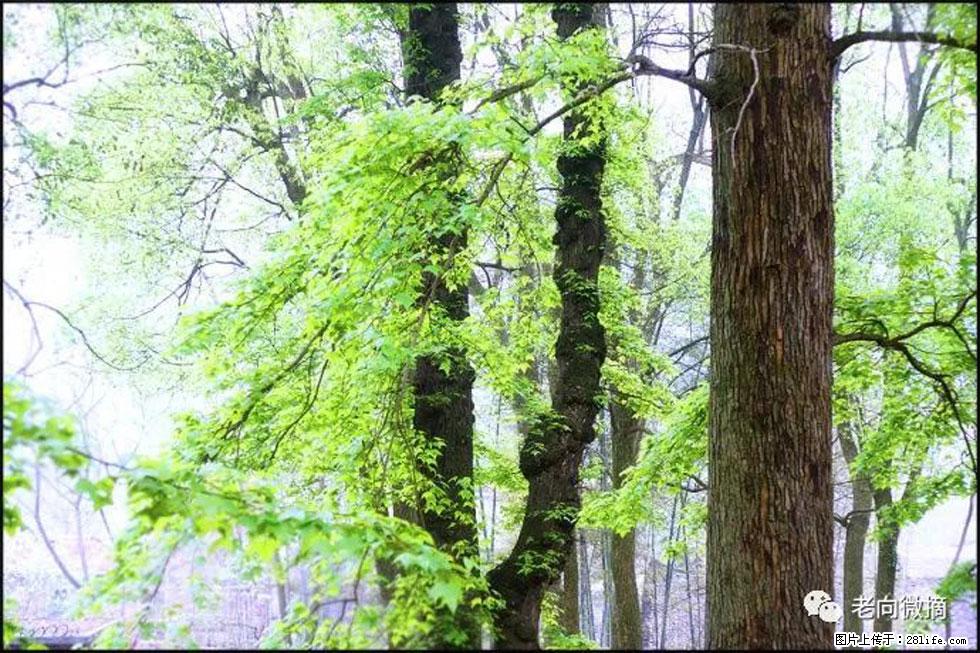 【春天,广西桂林灌阳县向您发出邀请!】在小龙村与春天约会 - 游山玩水 - 淮北生活社区 - 淮北28生活网 huaibei.28life.net