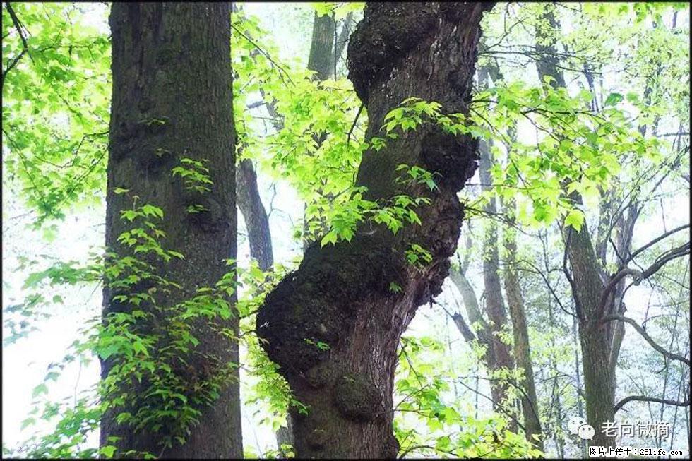 【春天,广西桂林灌阳县向您发出邀请!】在小龙村与春天约会 - 游山玩水 - 淮北生活社区 - 淮北28生活网 huaibei.28life.net