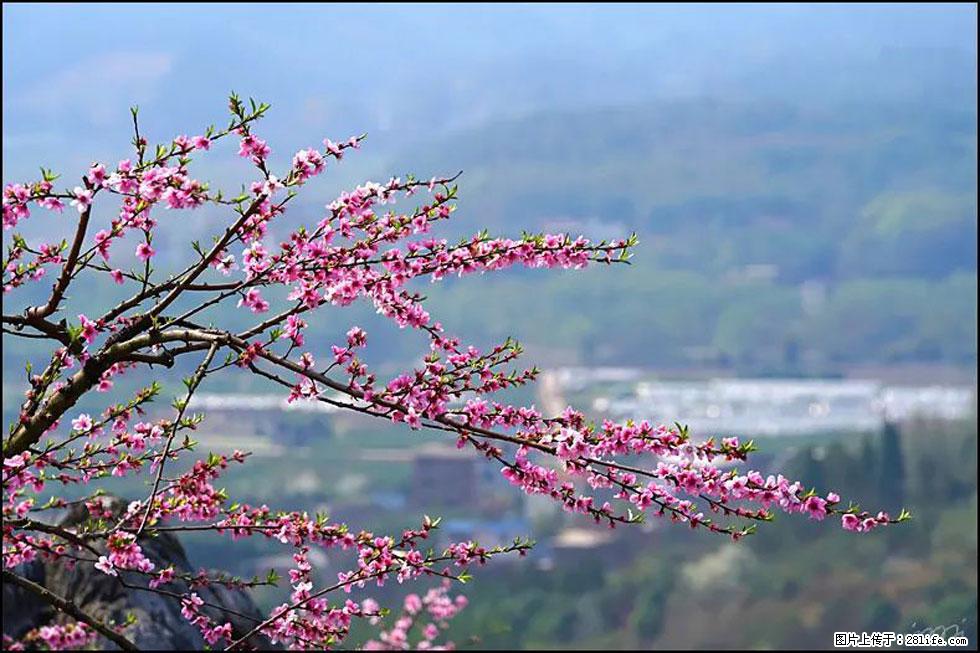 【春天，广西桂林灌阳县向您发出邀请！】望月岭上桃花开 - 游山玩水 - 淮北生活社区 - 淮北28生活网 huaibei.28life.net