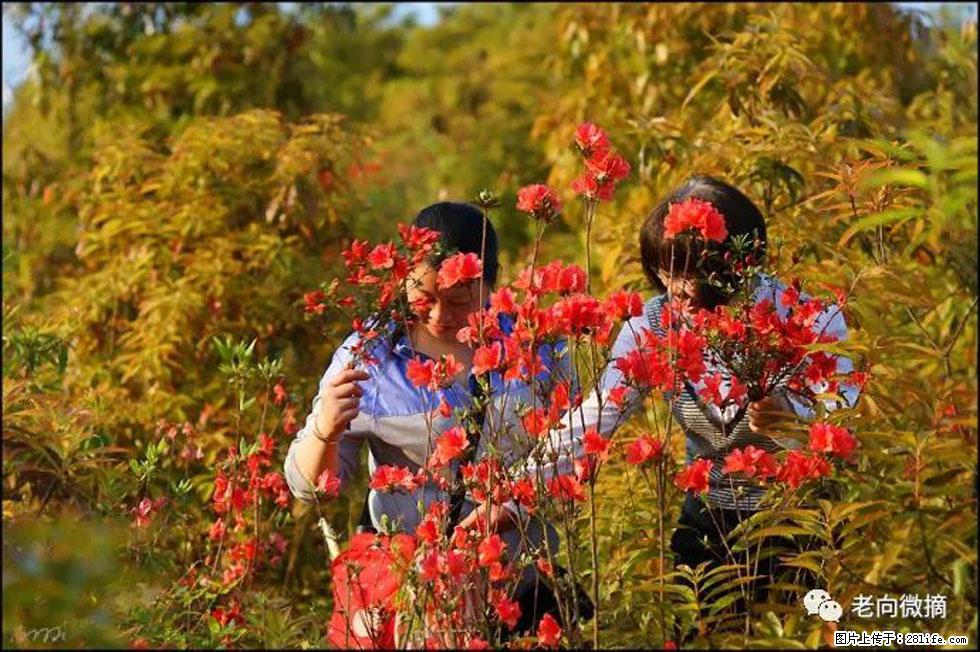 【春天,广西桂林灌阳县向您发出邀请!】登麒麟山,相约映山红 - 游山玩水 - 淮北生活社区 - 淮北28生活网 huaibei.28life.net