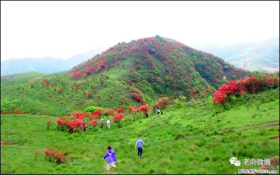【春天，广西桂林灌阳县向您发出邀请！】宝盖山上映山红 - 游山玩水 - 淮北生活社区 - 淮北28生活网 huaibei.28life.net