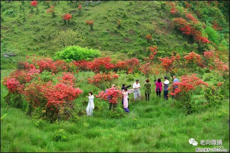 【春天，广西桂林灌阳县向您发出邀请！】宝盖山上映山红 - 游山玩水 - 淮北生活社区 - 淮北28生活网 huaibei.28life.net