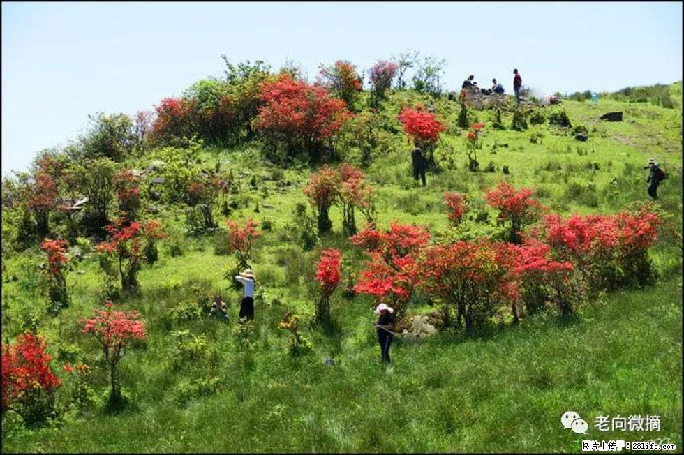 【春天，广西桂林灌阳县向您发出邀请！】宝盖山上映山红 - 游山玩水 - 淮北生活社区 - 淮北28生活网 huaibei.28life.net