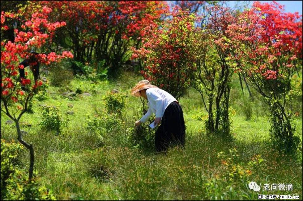 【春天，广西桂林灌阳县向您发出邀请！】宝盖山上映山红 - 游山玩水 - 淮北生活社区 - 淮北28生活网 huaibei.28life.net