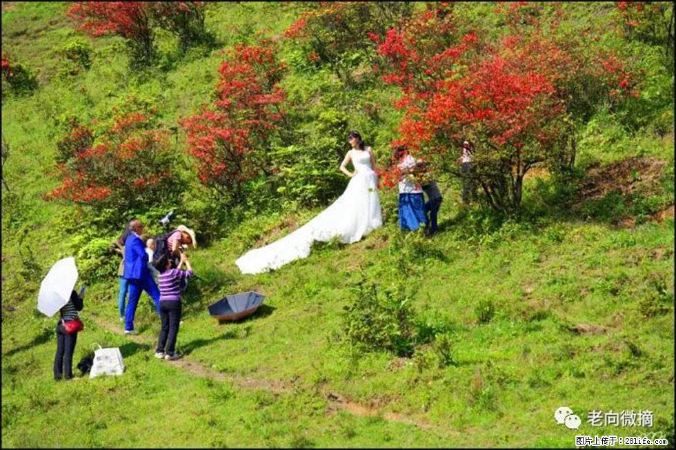 【春天，广西桂林灌阳县向您发出邀请！】宝盖山上映山红 - 游山玩水 - 淮北生活社区 - 淮北28生活网 huaibei.28life.net