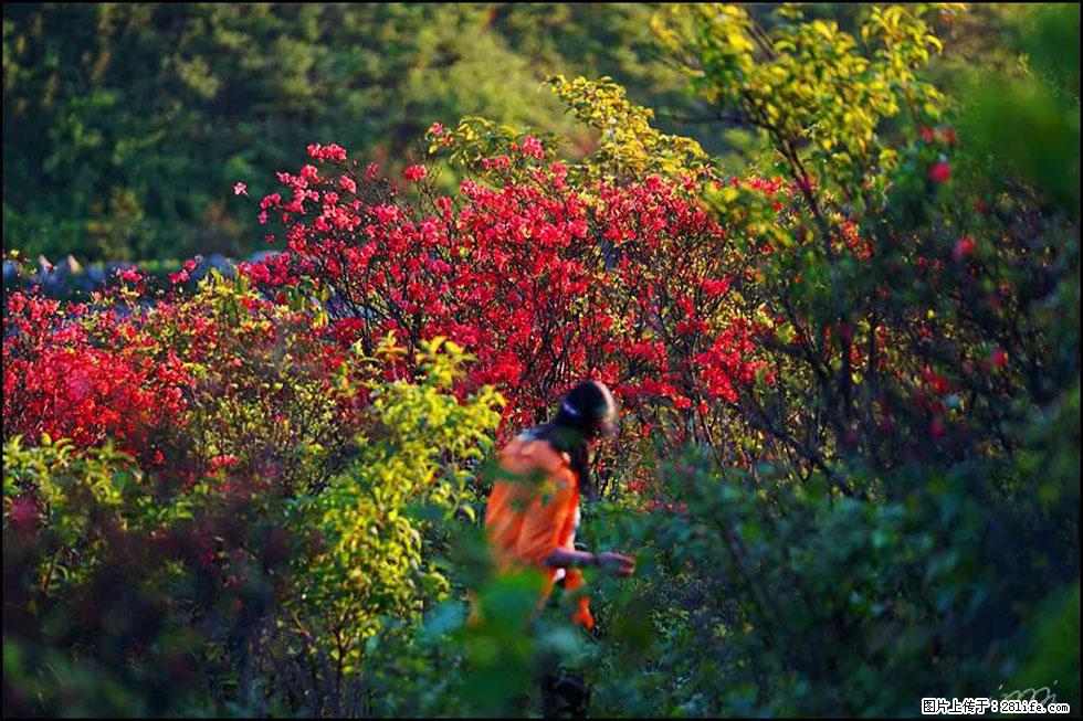 【春天，广西桂林灌阳县向您发出邀请！】春木界上映山红 - 游山玩水 - 淮北生活社区 - 淮北28生活网 huaibei.28life.net