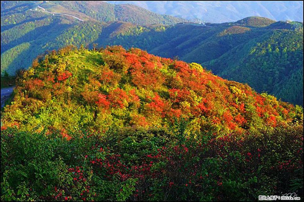 【春天，广西桂林灌阳县向您发出邀请！】春木界上映山红 - 游山玩水 - 淮北生活社区 - 淮北28生活网 huaibei.28life.net