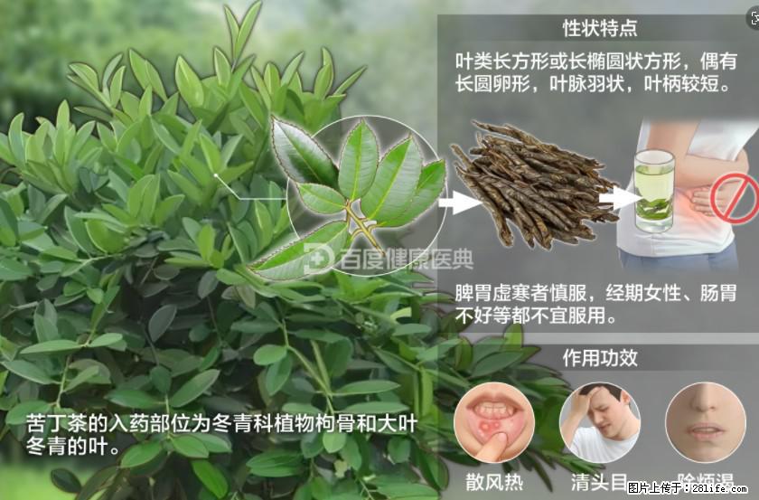 苦丁茶有哪些功效和作用 - 生活百科 - 淮北生活社区 - 淮北28生活网 huaibei.28life.net