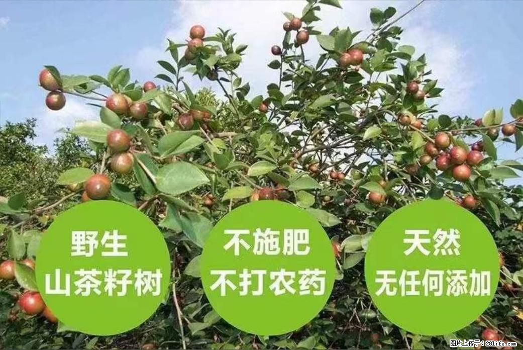 【灌阳县油茶产业示范区】一个有着充实的精神生活的人，对待身外之物自会有一种淡泊的态度 - 美食天地 - 淮北生活社区 - 淮北28生活网 huaibei.28life.net