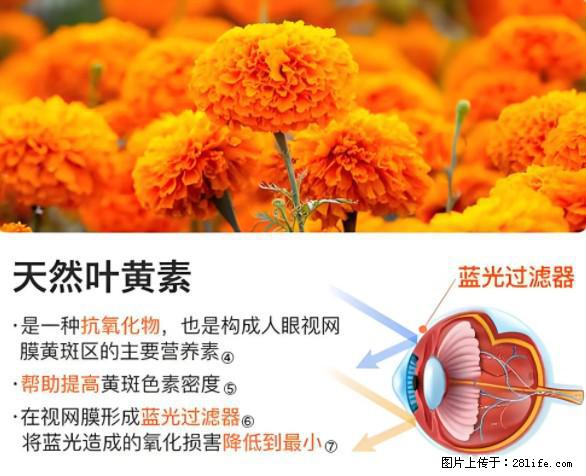 叶黄素有什么功效和作用 - 生活百科 - 淮北生活社区 - 淮北28生活网 huaibei.28life.net