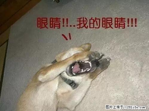 笑癫了！一女的怀孕三年未生，他终于忍不住了... - 娱乐八卦 - 淮北生活社区 - 淮北28生活网 huaibei.28life.net