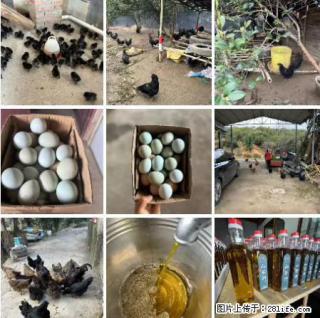 油茶园从小鸡仔开始养起的纯土鸡、土鸡蛋可以预定啦！还有前几天刚榨的纯山茶油哦 - 淮北28生活网 huaibei.28life.net