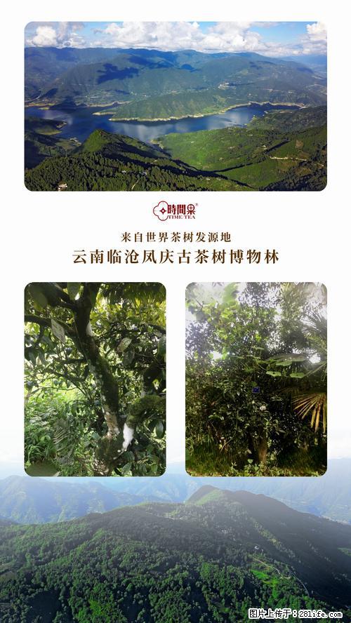 时间果百年古树2025年春红茶 - 购物交流 - 淮北生活社区 - 淮北28生活网 huaibei.28life.net
