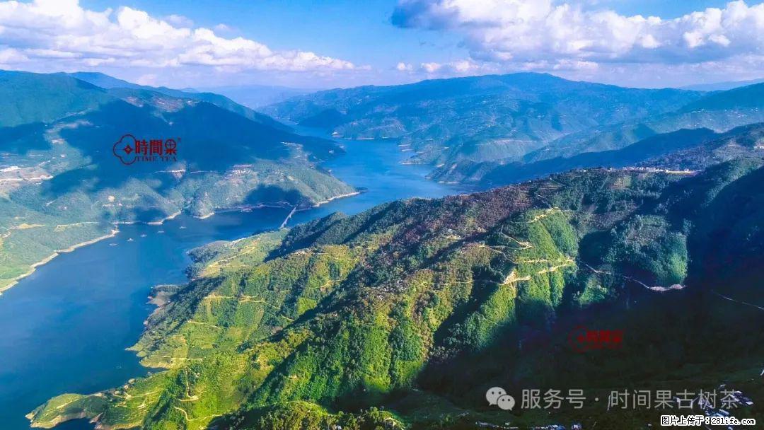 时间果百年古树龙珠普洱生茶 - 购物交流 - 淮北生活社区 - 淮北28生活网 huaibei.28life.net