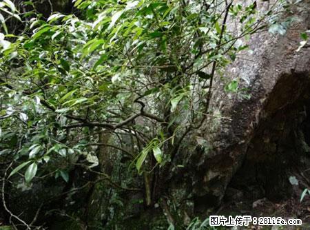 平乐石崖茶，珍贵仅次于金花茶 - 淮北生活资讯 - 淮北28生活网 huaibei.28life.net