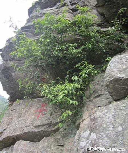 平乐石崖茶，珍贵仅次于金花茶 - 淮北生活资讯 - 淮北28生活网 huaibei.28life.net