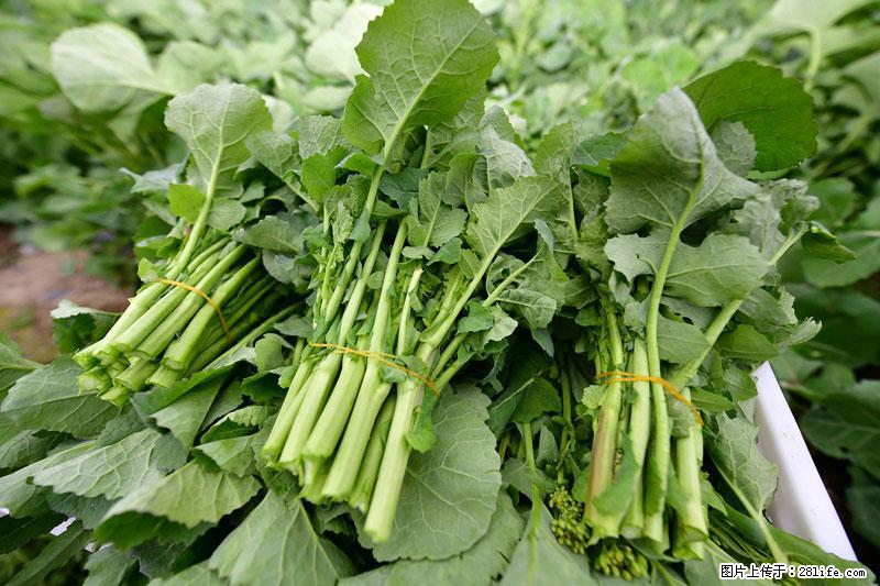 这些蔬菜是“天然钙片”，这6种被医生重点推荐 - 淮北生活资讯 - 淮北28生活网 huaibei.28life.net